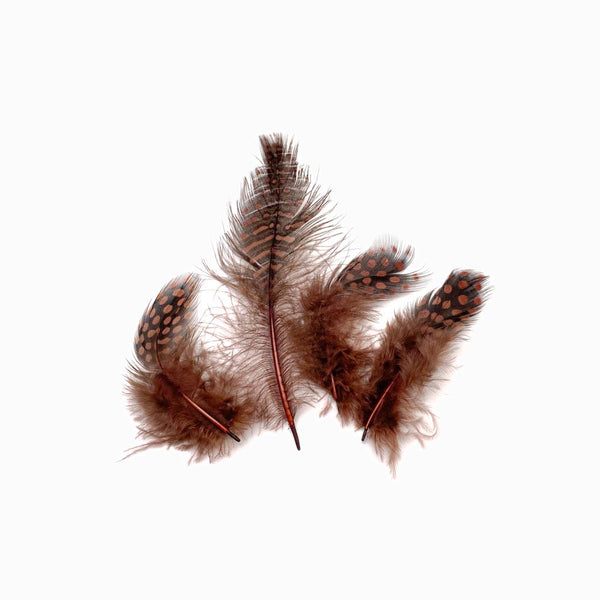 Pena de faisão castanho