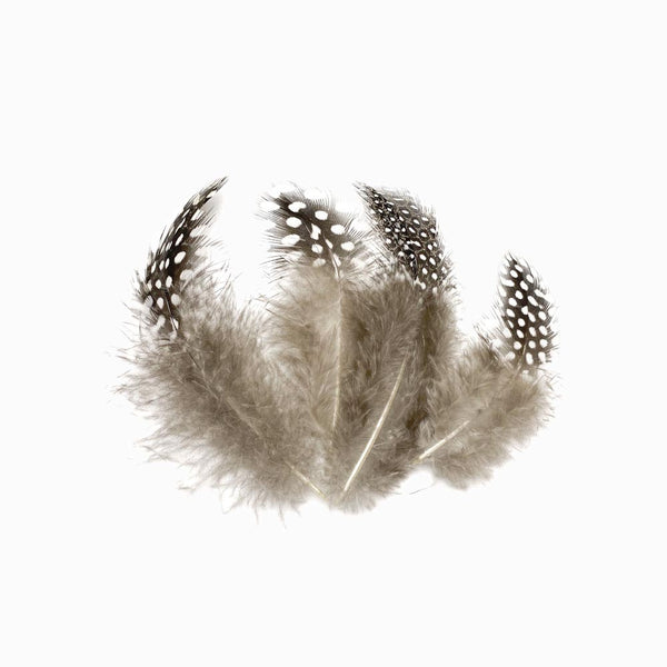 Pena de faisão cinza