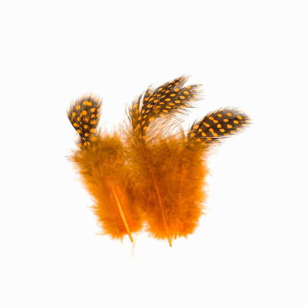 Pena de faisão laranja