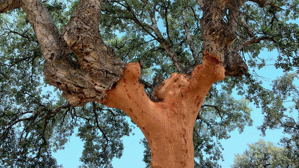 sobreiro - árvore de cortiça