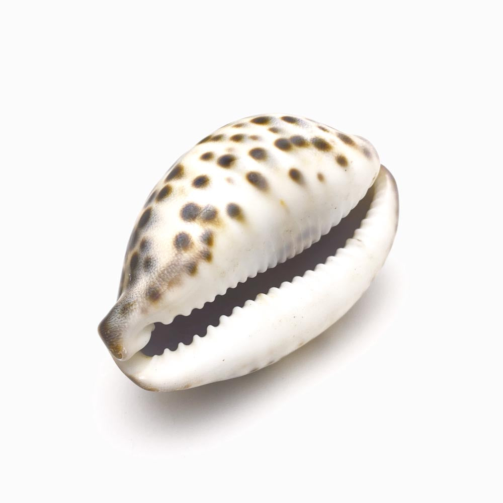 Buccino Tigre 76x42mm